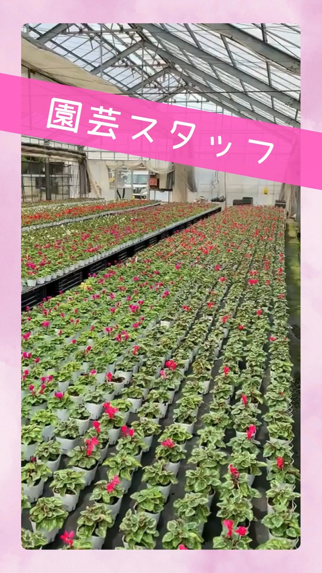 天沼園芸 動画 その他軽作業・製造・物流