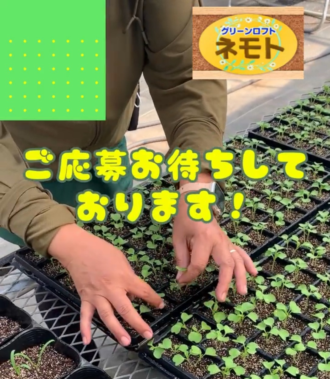 グリーンロフト　ネモト 動画 その他軽作業・製造・物流