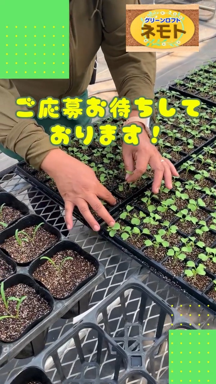 グリーンロフト　ネモト 動画 その他軽作業・製造・物流