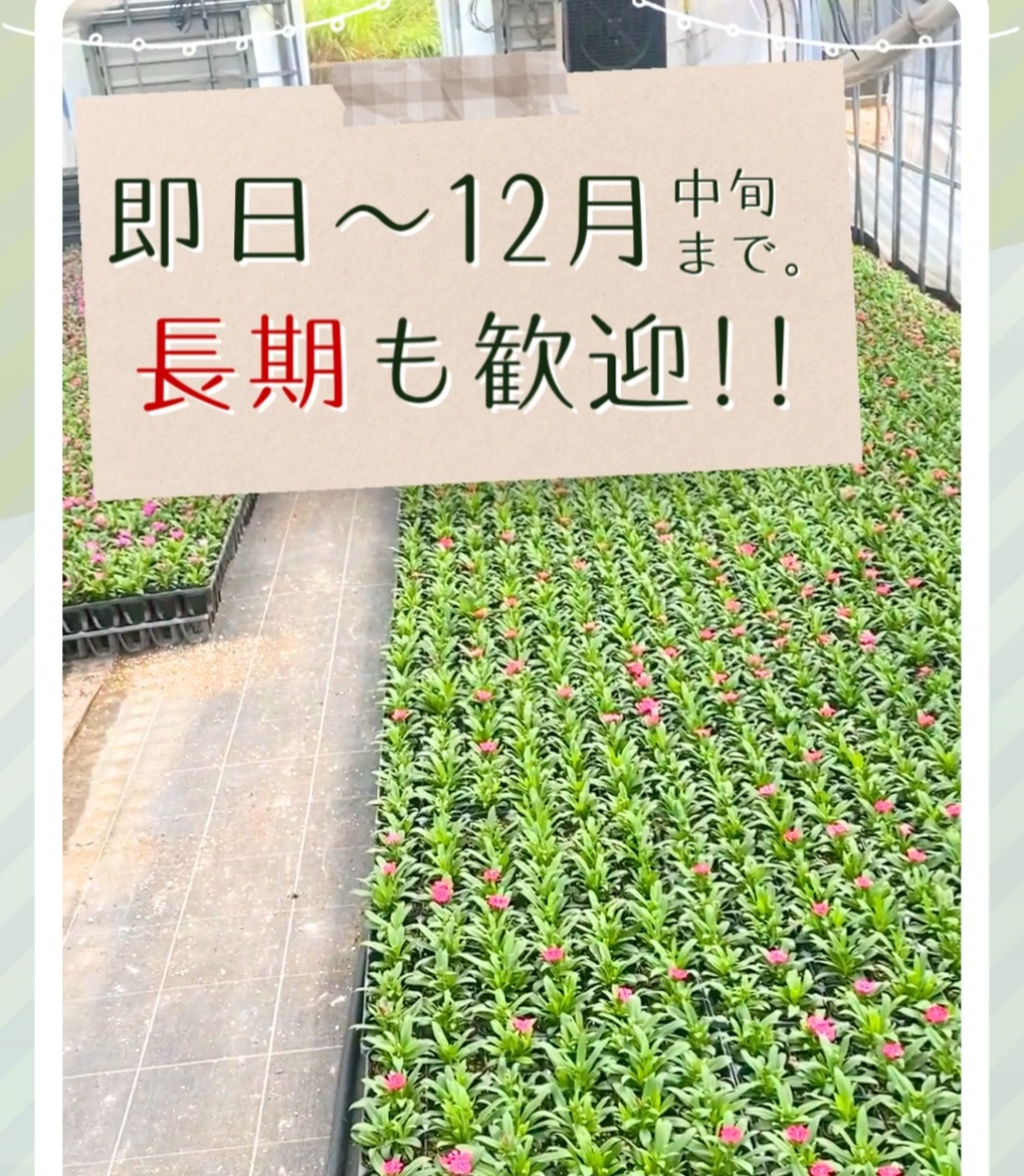 中井農園 動画 その他軽作業・製造・物流