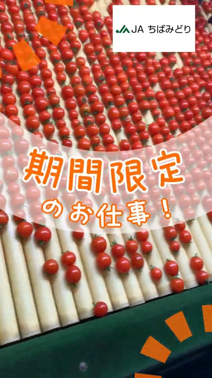 JAちばみどり旭フレッシュグリーン 動画 食品加工