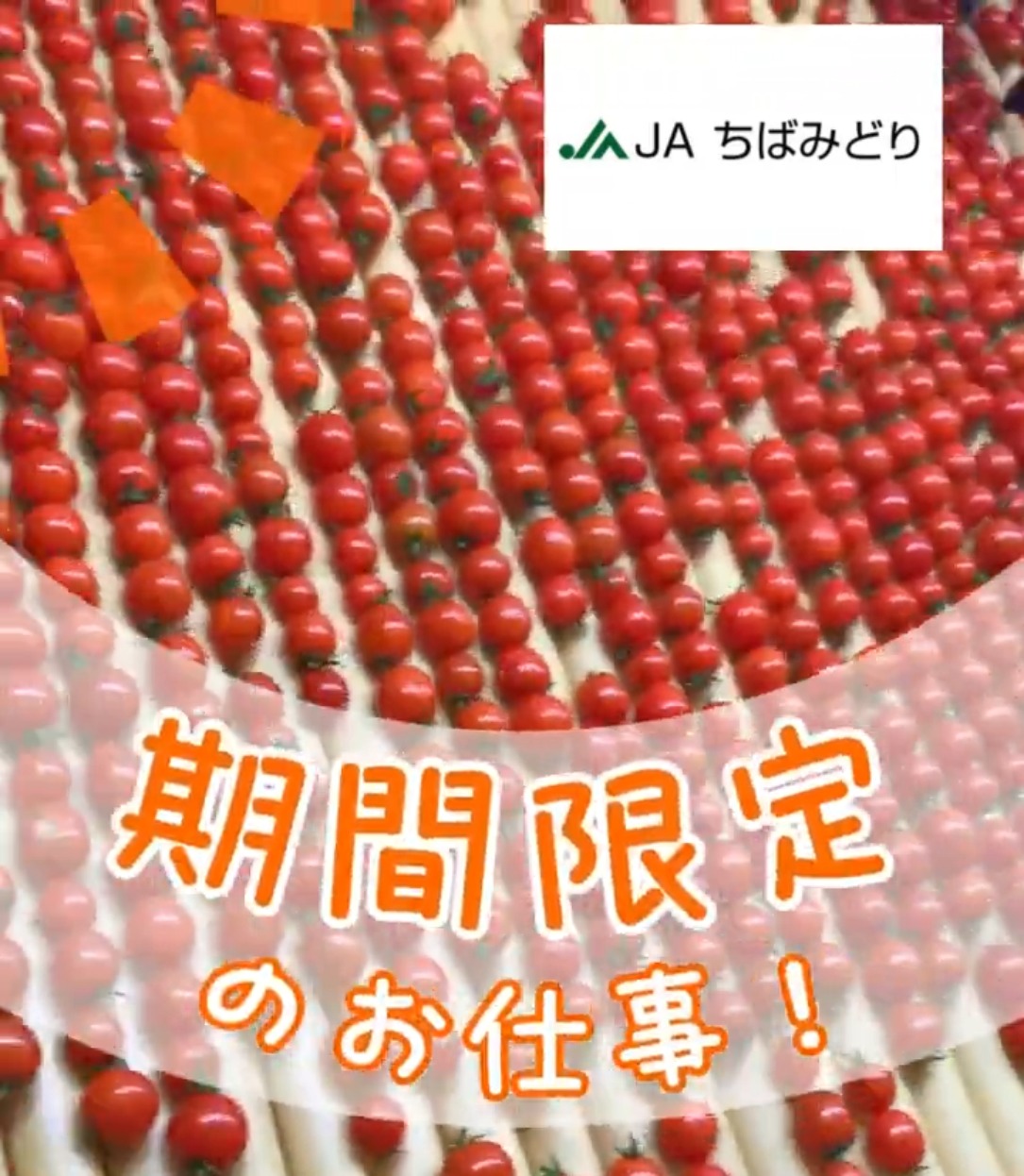 JAちばみどり旭フレッシュグリーン 動画 梱包