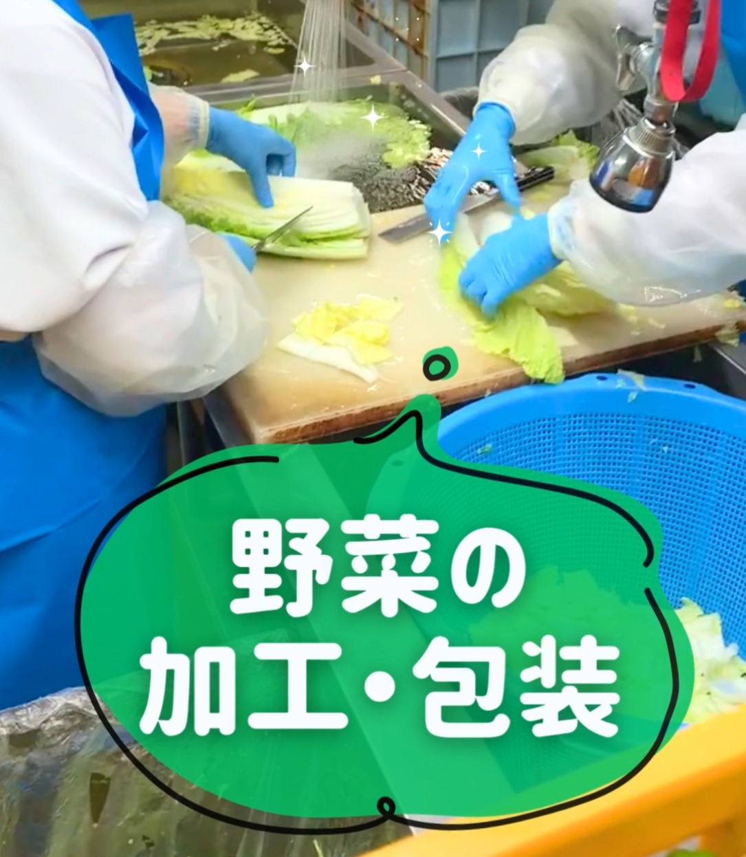 株式会社和郷　カット野菜工場 動画 食品加工