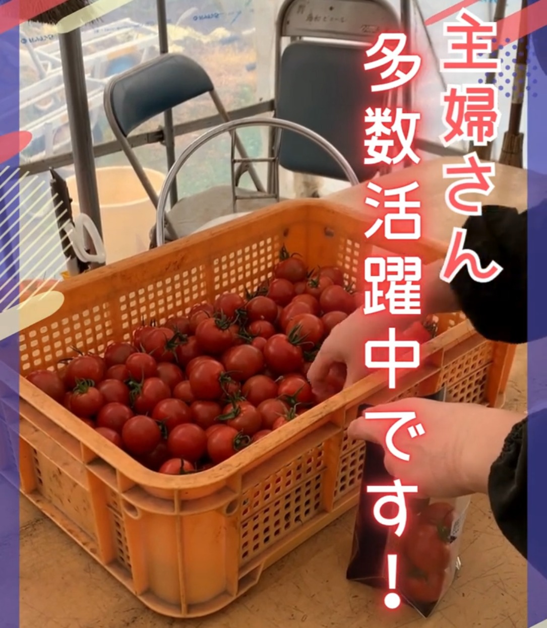 野口農園 動画 その他軽作業・製造・物流