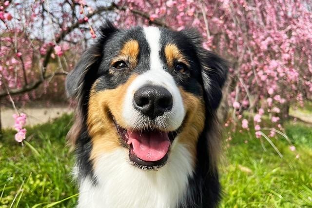 飼い主様とワンちゃんネコちゃんの素敵なペットライフを願い、真摯に動物に向きあっていきましょう。