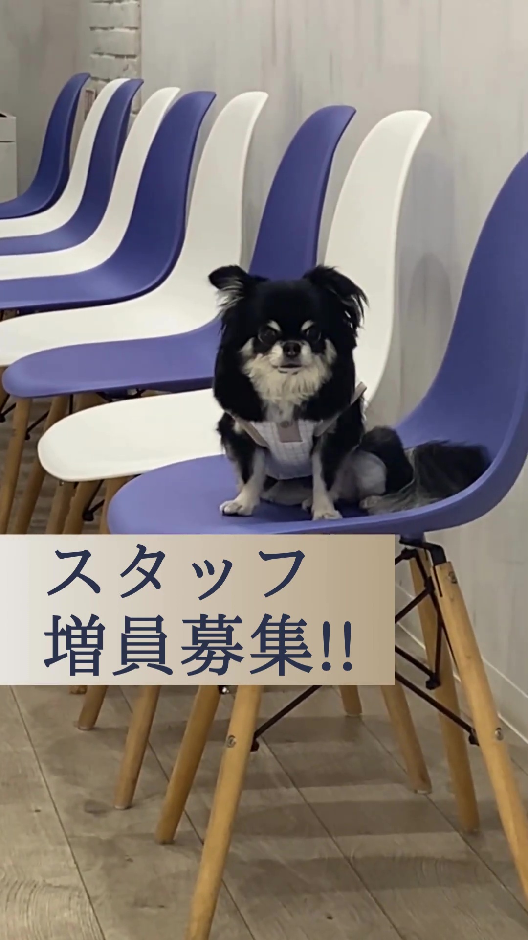 山の辺いぬねこクリニック 動画 看護助手・ナースエイド