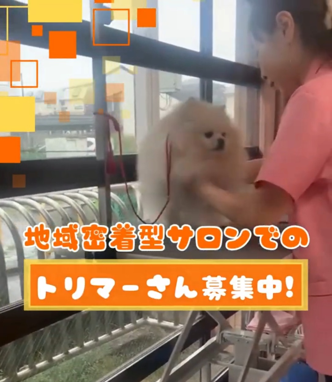 犬の美容室　Belle 動画 その他ビューティー