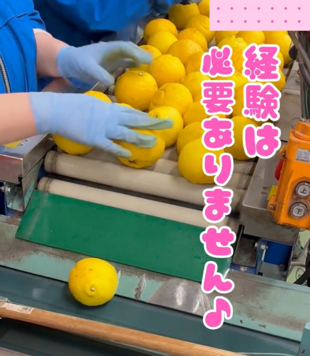 株式会社乃万青果　のま果樹園 動画 梱包